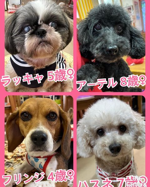 🐾今日の里親様募集中ワンコ🐶メンバーです🐾2023,7,16【保護犬カフェ天神橋店】